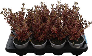 Coprosma Garden Plant – 12cm Pot
