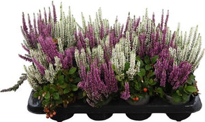 Gaultheria Mix – 10.5cm Pot, Approx. 30cm High