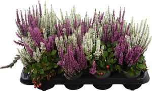 Gaultheria Mix – 10.5cm Pot, Approx. 30cm High