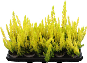 Alberts Gold Tree Heath (Erica arborea) – 11cm Pot