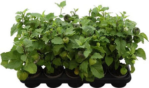 Chinese Lantern Plant (Physalis alkekengi) – 10cm Pot