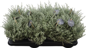 Silveria Shrub – 13cm Pot