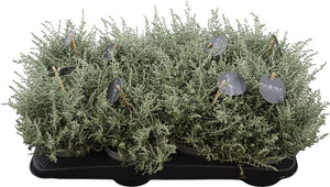 Silveria Shrub – 13cm Pot