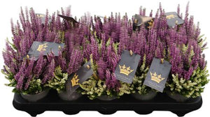 Mixed Calluna Heather Colour Crown – 10.5cm Pot