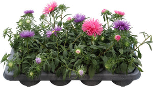 Mixed China Aster (Callistephus chinensis) – 12cm Pot