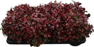 Dyed Gaultheria – 13cm Pot, Approx. 25cm High