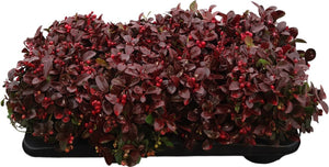 Dyed Gaultheria – 13cm Pot, Approx. 25cm High
