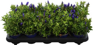 Blue Gentian (Gentiana scabra ‘Bella Blue’) – 11cm Pot
