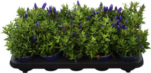 Blue Gentian (Gentiana scabra ‘Bella Blue’) – 11cm Pot