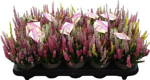 Mixed Calluna Heather – 11cm Pot, 25cm High