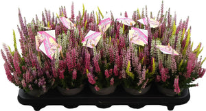 Mixed Calluna Heather – 11cm Pot, 25cm High