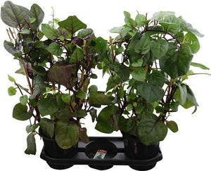 White Basella Alba Rosebud Plant – 19cm Pot