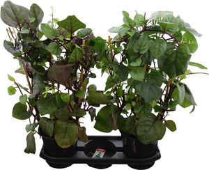 White Basella Alba Rosebud Plant – 19cm Pot