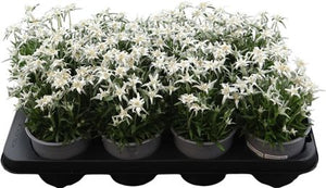 Edelweiss (Leontopodium alpinum) – 13cm Pot
