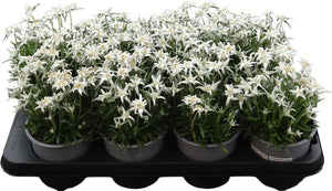 Edelweiss (Leontopodium alpinum) – 13cm Pot