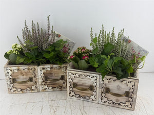 Mixed Colour Plant Arrangement