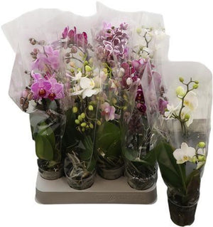 Mini Phalaenopsis Orchid – 7cm Pot