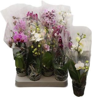 Mini Phalaenopsis Orchid – 7cm Pot