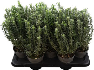 Variegated Japanese Spindle Tree (Euonymus japonicus) – 13cm Pot
