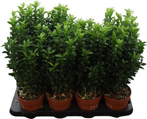 Green Spire Euonymus (Euonymus japonicus) – 13cm Pot