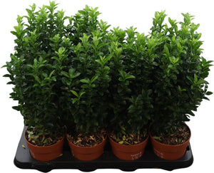 Green Spire Euonymus (Euonymus japonicus) – 13cm Pot