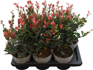 Photinia 'Little Red Robin' – 17cm Pot, 50cm High