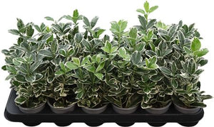 Euonymus japonicus ‘Kathy’ – 9cm Pot
