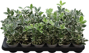 Euonymus japonicus ‘Kathy’ – 9cm Pot