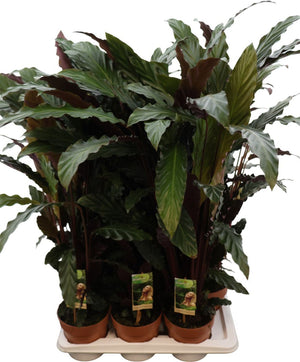 Calathea Rufibarba Prayer Plant – 17cm Pot