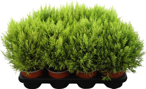 Goldcrest Monterey Cypress (Cupressus macrocarpa) – 14cm Pot