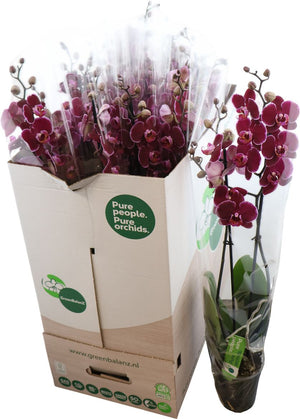 Purple Phalaenopsis Orchid – 12cm Pot, 75cm Tall