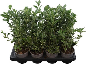 Japanese Spindle Tree (Euonymus japonicus) – 13cm Pot