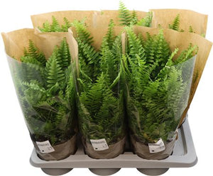 Boston Fern (Nephrolepis exaltata) – 17cm Pot