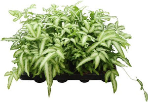 Silver Ribbon Fern (Pteris albolineata) – 7cm Pot