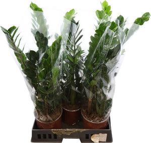 ZZ Plant (Zamioculcas zamiifolia) – 19cm Pot