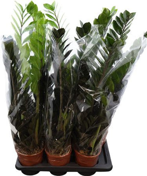 ZZ Plant (Zamioculcas zamiifolia) – 17cm Pot, 80cm Tall