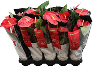 Anthurium Flowering Houseplant – 12cm Pot, 45cm High