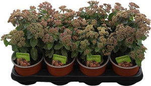 Dark Pink Sedum ‘Rose Soiree’ – 15cm Pot