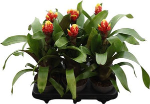 Guzmania Bromeliad – 13cm Pot, 45cm High