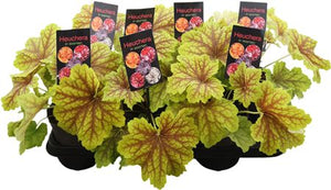 Heuchera Coral Bells – 15cm Pot, Approx. 30cm