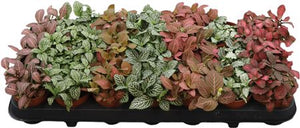 Mixed Fittonia Nerve Plant – 8.5cm Pot
