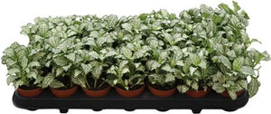 White Tiger Fittonia (Fittonia) – 8.5cm Pot