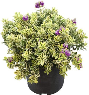 Variegated Hebe – 26cm Pot, 45cm High