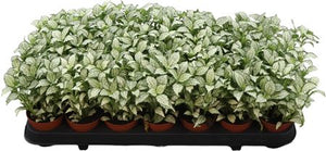 Fittonia 'White Forest Flame' – 8.5cm Pot