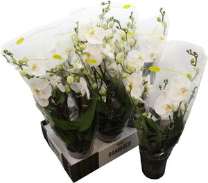 White Phalaenopsis Orchid – 12cm Pot