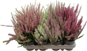 Garden Heather (Calluna vulgaris) – 10cm Pot