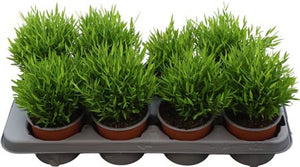 Pogonatherum ‘Monica’ – 12cm Pot