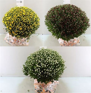 Mixed Chrysanthemum Garden Plant – 33cm Pot