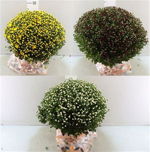 Mixed Chrysanthemum Garden Plant – 33cm Pot