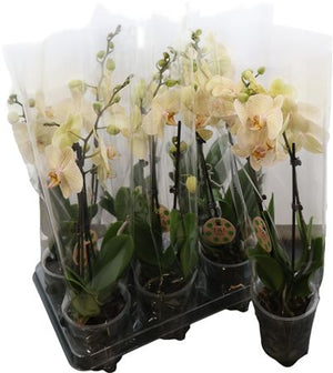 Phalaenopsis Orchid ‘Jive’ – 2 Stem, 12cm Pot